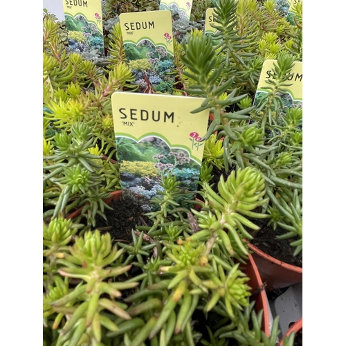 96 - TWENTY MIXED SEDUMS ON A TRAY PLUS VAT TO BE SOLD FOR THE TWENTY PLUS VAT