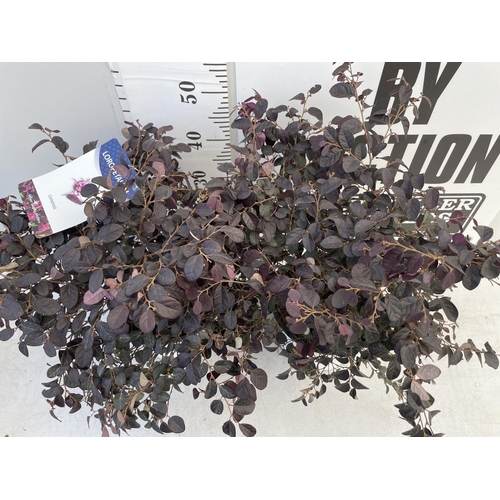 137 - TWO LOROPETALUM CHINENSE- CHINESE FRINGE FLOWER 'BLACK PETAL' APPROX 55CM IN HEIGHT IN 3 LTR POTS PL... 