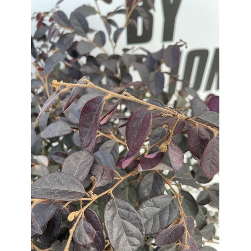 137 - TWO LOROPETALUM CHINENSE- CHINESE FRINGE FLOWER 'BLACK PETAL' APPROX 55CM IN HEIGHT IN 3 LTR POTS PL... 