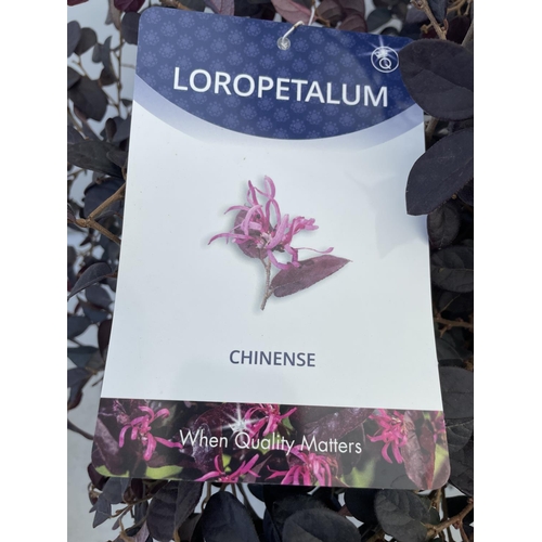 137 - TWO LOROPETALUM CHINENSE- CHINESE FRINGE FLOWER 'BLACK PETAL' APPROX 55CM IN HEIGHT IN 3 LTR POTS PL... 