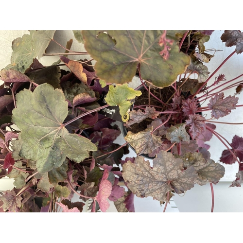 170 - THREE HEUCHARA 'CARNIVAL' BOYSENBERRY IN 3 LTR POTS TO BE SOLD FOR THE THREE PLUS VAT