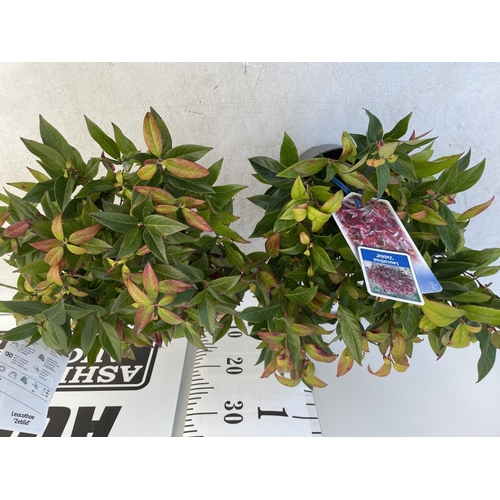 175 - TWO LEUCOTHOE 'ZEBLED' APPROX 40CM IN HEIGHT IN 2 LTR POTS PLUS VAT TO BE SOLD FOR THE TWO