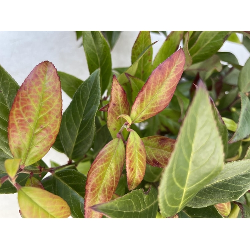 175 - TWO LEUCOTHOE 'ZEBLED' APPROX 40CM IN HEIGHT IN 2 LTR POTS PLUS VAT TO BE SOLD FOR THE TWO