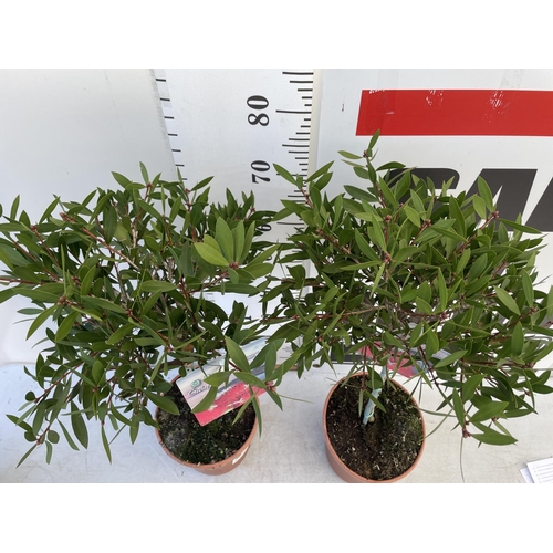 184 - TWO CALLISTEMON CITRINUS PINK STANDARD TREES APPROX 85CM IN HEIGHT IN 4 LTR POTS PLUS VAT TO BE SOLD... 