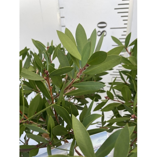 184 - TWO CALLISTEMON CITRINUS PINK STANDARD TREES APPROX 85CM IN HEIGHT IN 4 LTR POTS PLUS VAT TO BE SOLD... 