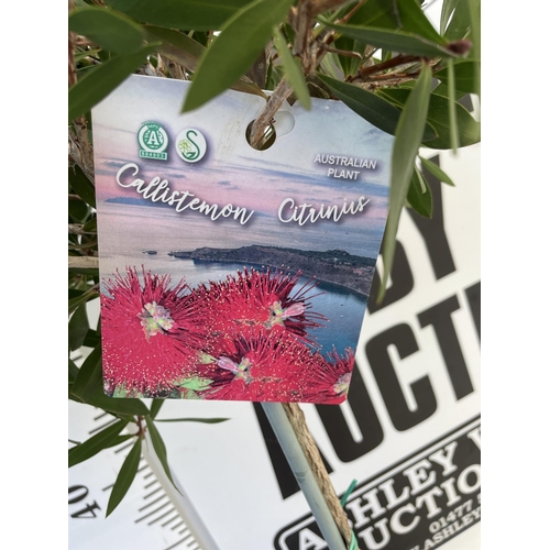 184 - TWO CALLISTEMON CITRINUS PINK STANDARD TREES APPROX 85CM IN HEIGHT IN 4 LTR POTS PLUS VAT TO BE SOLD... 