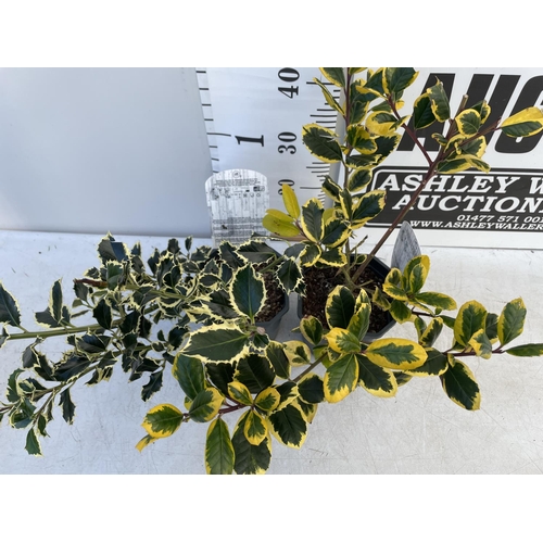 185 - TWO ILEX AQUIFOLIUM HOLLY 'GOLDEN KING' AND ARGENTEA MARGINATA' IN 2 LTR POTS PLUS VAT TO BE SOLD FO... 