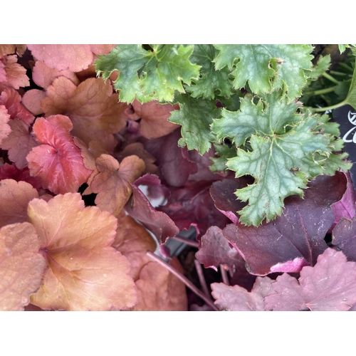 37 - THREE HEUCHERA 'CARNIVAL' APPROX 25CM IN HEIGHT IN 2 LTR POTS PLUS VAT TO BE SOLD FOR THE THREE