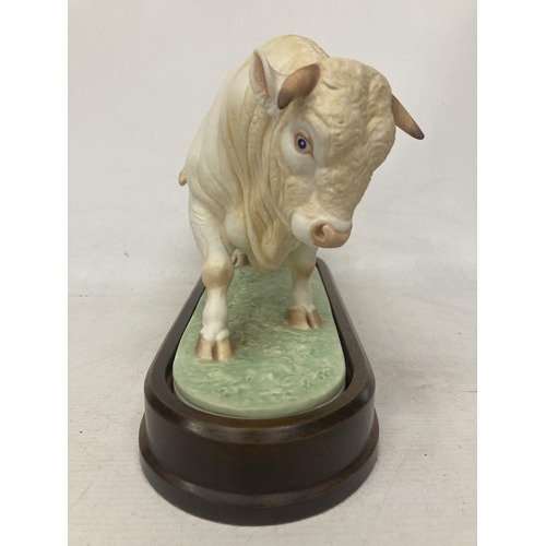 709 - A ROYAL WORCESTER MODEL OF A CHAROLAIS BULL MODELLED BY DORIS LINDNER AND PRODUCED IN A LIMITED EDIT... 