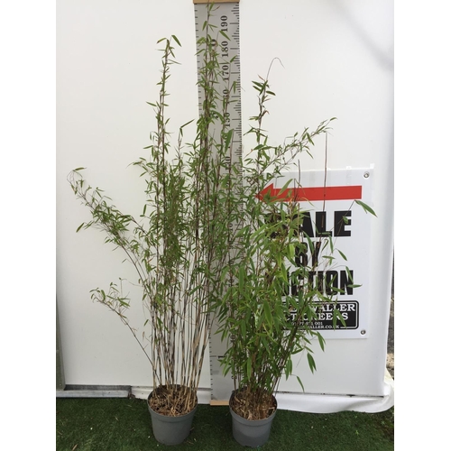 9 - TWO FARGESIA VIKING (BAMBOO) OVER 180CM IN HEIGHT IN 5LTR POTS +VAT TO BE SOLD FOR THE TWO