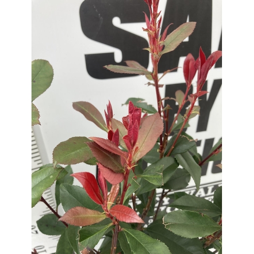 29 - TWO PHOTINIA FRASERI 'CARRE ROUGE' IN 3 LTR POTS APPROX 60CM IN HEIGHT PLUS VAT TO BE SOLD FOR THE T... 