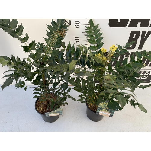 31 - TWO MAHONIA MEDIA 'CHARITY' IN 2 LTR POTS APPROX 60CM IN HEIGHT PLUS VAT TO BE SOLD FOR THE TWO