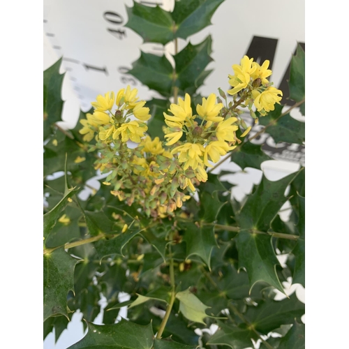 31 - TWO MAHONIA MEDIA 'CHARITY' IN 2 LTR POTS APPROX 60CM IN HEIGHT PLUS VAT TO BE SOLD FOR THE TWO