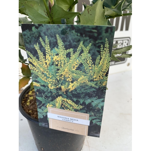 31 - TWO MAHONIA MEDIA 'CHARITY' IN 2 LTR POTS APPROX 60CM IN HEIGHT PLUS VAT TO BE SOLD FOR THE TWO