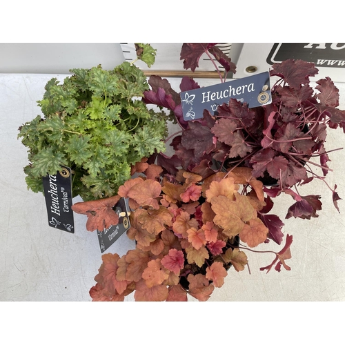 37 - THREE HEUCHERA 'CARNIVAL' APPROX 25CM IN HEIGHT IN 2 LTR POTS PLUS VAT TO BE SOLD FOR THE THREE