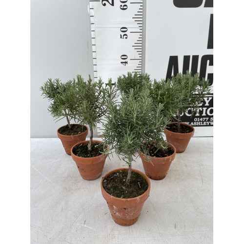 50 - SIX MINIATURE ROSEMARY STANDARD TREES IN TERRACOTTA POTS 35CM IN HEIGHT NO VAT TO BE SOLD FOR THE SI... 