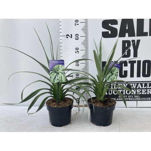 68 - TWO ASTELIA 'SILVER SHADOW' PLANTS APPROX 50CM IN HEIGHT IN 2 LTR POTS PLUS VAT TO BE SOLD FOR THE T... 