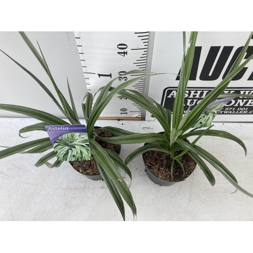 68 - TWO ASTELIA 'SILVER SHADOW' PLANTS APPROX 50CM IN HEIGHT IN 2 LTR POTS PLUS VAT TO BE SOLD FOR THE T... 