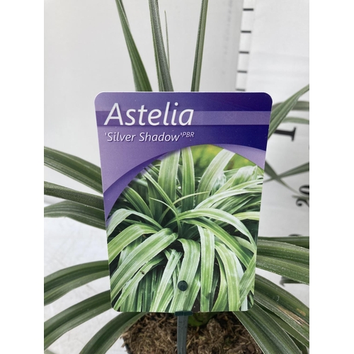 68 - TWO ASTELIA 'SILVER SHADOW' PLANTS APPROX 50CM IN HEIGHT IN 2 LTR POTS PLUS VAT TO BE SOLD FOR THE T... 