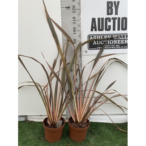 73 - TWO PHORMIUM TENAX 'RAINBOW QUEEN' IN 3 LTR POTS APPROX 1M IN HEIGHT PLUS VAT TO BE SOLD FOR THE TWO