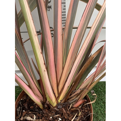 73 - TWO PHORMIUM TENAX 'RAINBOW QUEEN' IN 3 LTR POTS APPROX 1M IN HEIGHT PLUS VAT TO BE SOLD FOR THE TWO