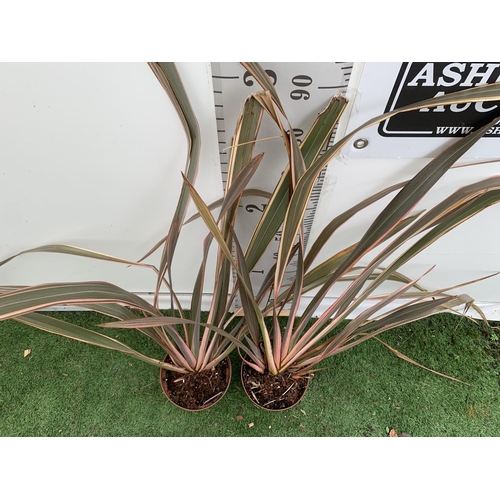 73 - TWO PHORMIUM TENAX 'RAINBOW QUEEN' IN 3 LTR POTS APPROX 1M IN HEIGHT PLUS VAT TO BE SOLD FOR THE TWO