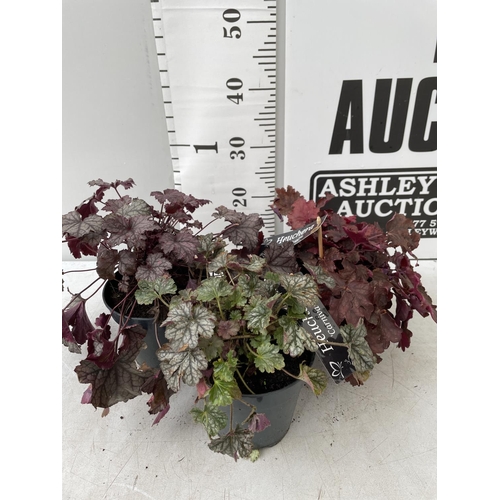 81 - THREE HEUCHERA 'CARNIVAL' IN 2 LTR POTS PLUS VAT TO BE SOLD FOR THE THREE