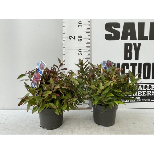 84 - TWO LEUCOTHOE 'ZEBLID' IN 2 LTR POTS APPROX 40CM IN HEIGHT PLUS VAT TO BE SOLD FOR THE TWO