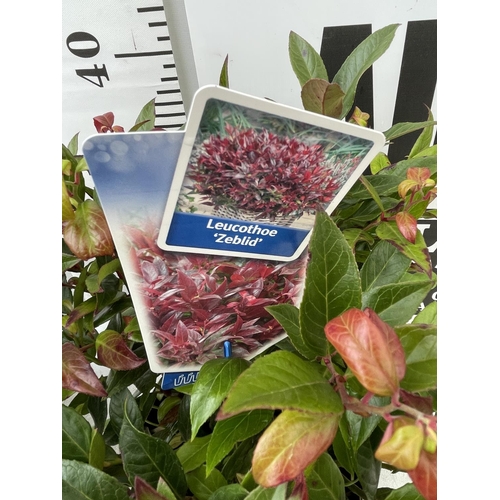 84 - TWO LEUCOTHOE 'ZEBLID' IN 2 LTR POTS APPROX 40CM IN HEIGHT PLUS VAT TO BE SOLD FOR THE TWO