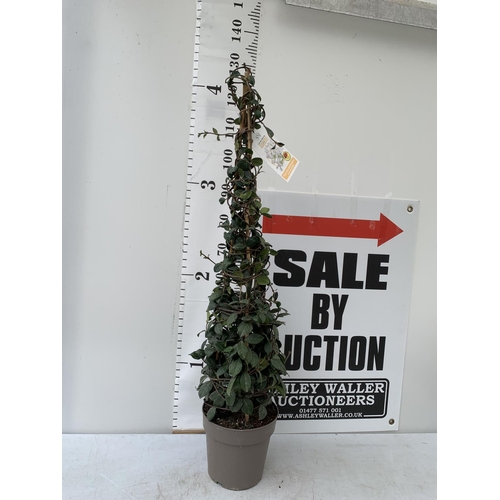 98 - A LARGE WHITE JASMINE ON A PYRAMID FRAME IN A 5LTR POT APPROX 130CM IN HEIGHT PLUS VAT