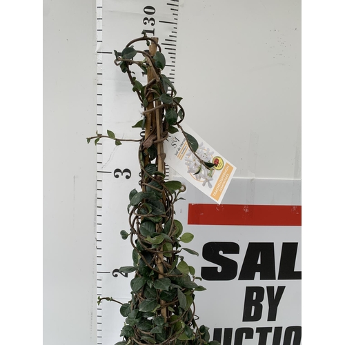 98 - A LARGE WHITE JASMINE ON A PYRAMID FRAME IN A 5LTR POT APPROX 130CM IN HEIGHT PLUS VAT