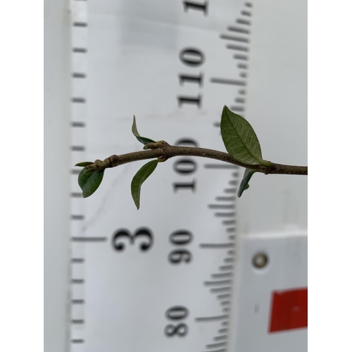 98 - A LARGE WHITE JASMINE ON A PYRAMID FRAME IN A 5LTR POT APPROX 130CM IN HEIGHT PLUS VAT