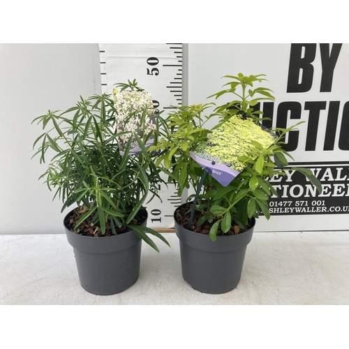 99 - TWO CHOISYA TERNATA 'AZTEC PEARL' AND 'BRICA' 40CM IN HEIGHT IN 2LTR POTS PLUS VAT TO BE SOLD FOR TH... 