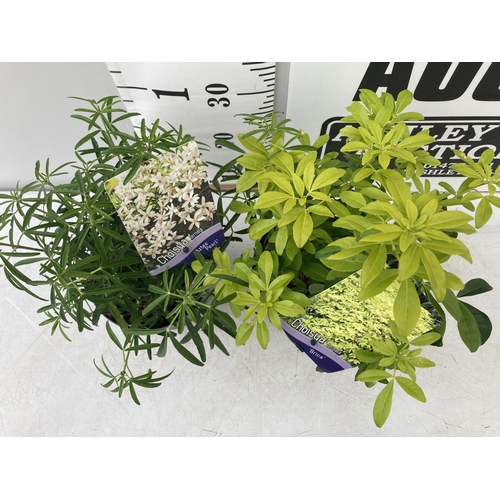 99 - TWO CHOISYA TERNATA 'AZTEC PEARL' AND 'BRICA' 40CM IN HEIGHT IN 2LTR POTS PLUS VAT TO BE SOLD FOR TH... 