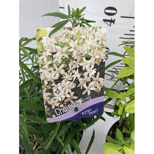 99 - TWO CHOISYA TERNATA 'AZTEC PEARL' AND 'BRICA' 40CM IN HEIGHT IN 2LTR POTS PLUS VAT TO BE SOLD FOR TH... 