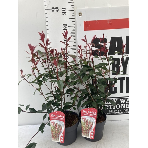 100 - TWO PHOTINIA FRASERI 'CARRE ROUGE' IN 3 LTR POTS APPROX 60CM IN HEIGHT PLUS VAT TO BE SOLD FOR THE T... 