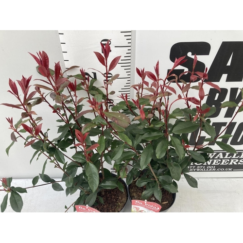 100 - TWO PHOTINIA FRASERI 'CARRE ROUGE' IN 3 LTR POTS APPROX 60CM IN HEIGHT PLUS VAT TO BE SOLD FOR THE T... 