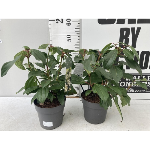 102 - TWO VIBURNUM DAVIDII PLANTS IN 2 LTR POTS APPROX 45CM IN HEIGHT TO BE SOLD FOR THE TWO PLUS VAT