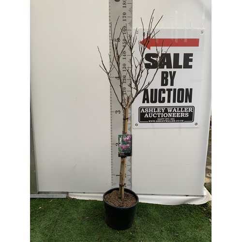 130 - ONE MAGNOLIA TREE 'SUSAN' PINK APPROX 170CM IN HEIGHT PLUS VAT IN A 10 LITRE POT