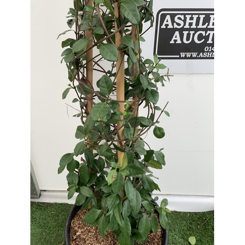 167 - A LARGE TRACHELOSPERMUM 'YELLOW STAR OF TOSCANE' JASMINE OVER 2 METRES TALL IN A 15 LTR POT PLUS VAT