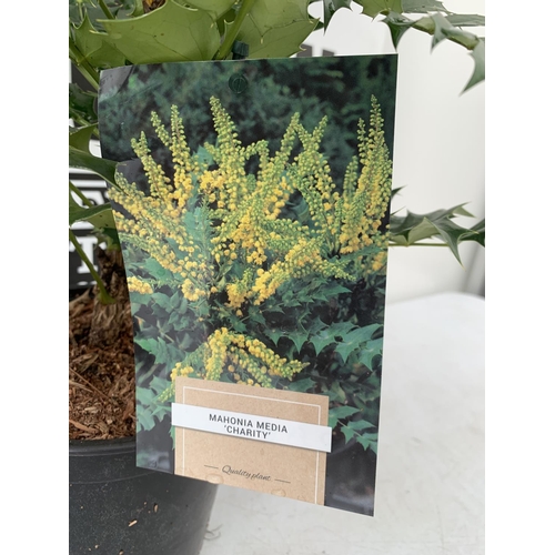 168 - TWO MAHONIA MEDIA 'CHARITY' APPROX 65CM IN HEIGHT PLUS VAT TO BE SOLD FOR THE TWO IN 2 LTR POTS