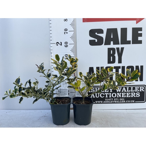 79 - TWO ILEX AQUIFOLIUM HOLLY 'GOLDEN KING' AND ARGENTEA MARGINATA' IN 2 LTR POTS PLUS VAT TO BE SOLD FO... 