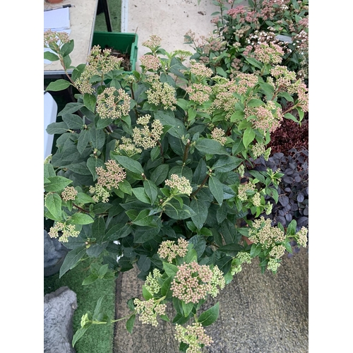 26 - ONE LARGE VIBURNUM TINUS 'EVE PRICE' STANDARD TREE IN A 10 LTR POT APPROX 125CM IN HEIGHT PLUS VAT