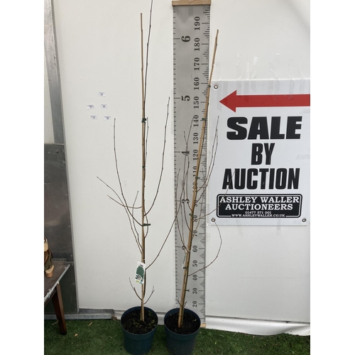 33 - TWO HIMALAYAN BIRCH BETULA UTILIS TREES APPROX 180CM IN HEIGHT IN 5 LTR POTS PLUS VAT TO BE SOLD FOR... 