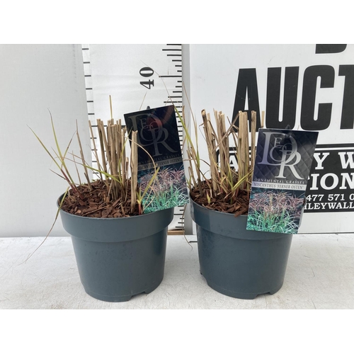 61 - TWO ORNAMENTAL GRASSES 'FERNER OSTEN' IN 10 LITRE POTS APPROX 30CM IN HEIGHT PLUS VAT TO BE SOLD FOR... 