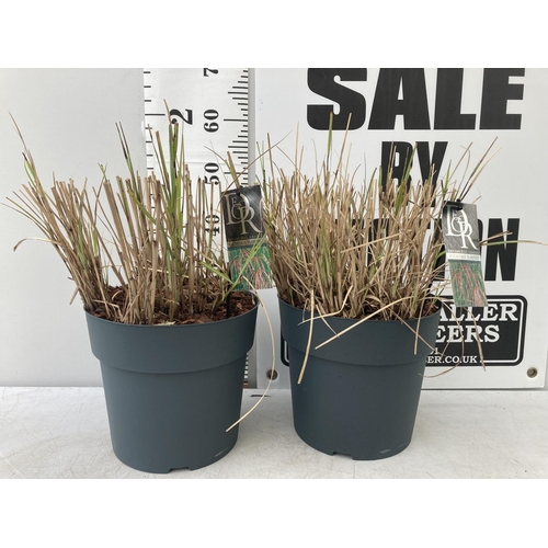 65 - TWO ORNAMENTAL GRASSES 'MISCANTHUS FLAMINGO' IN 10 LITRE POTS APPROX 30CM IN HEIGHT PLUS VAT TO BE S... 