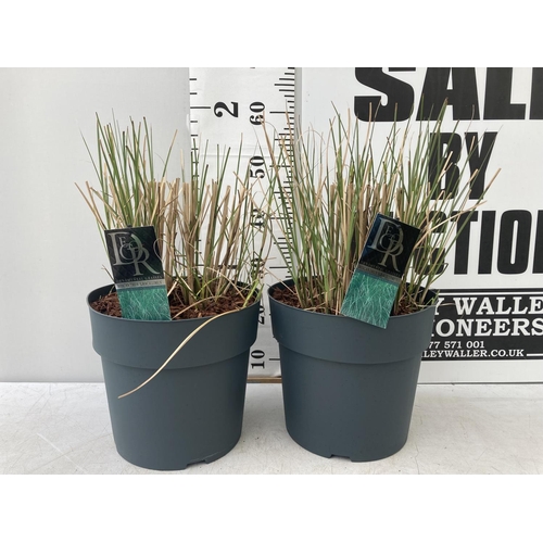 66 - TWO ORNAMENTAL GRASSES 'GRACILLIMUS' IN 10 LITRE POTS APPROX 60CM IN HEIGHT PLUS VAT TO BE SOLD FOR ... 