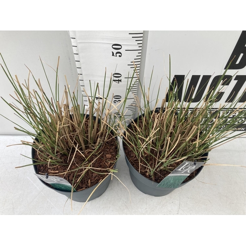 66 - TWO ORNAMENTAL GRASSES 'GRACILLIMUS' IN 10 LITRE POTS APPROX 60CM IN HEIGHT PLUS VAT TO BE SOLD FOR ... 