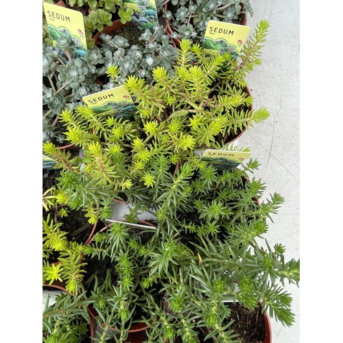 96 - TWENTY MIXED SEDUMS ON A TRAY TO BE SOLD FOR THE TWENTY PLUS VAT