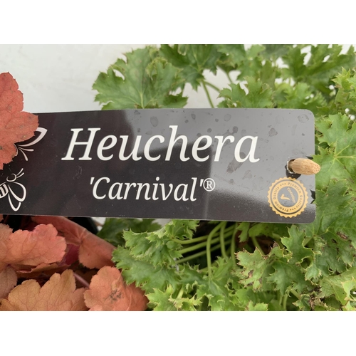 105 - THREE VARIETIES OF HEUCHERA 'CARNIVAL' IN 2 LTR POTS PLUS VAT TO BE SOLD FOR THE THREE